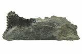 Bizarre Shark (Edestus) Jaw Section with Tooth - Carboniferous #269635-1